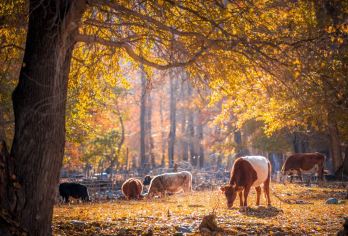 乌鲁木齐出发: 喀纳斯+赛里木湖+独库公路+那拉提 可定制G【全程中文/英文/俄语/小语种服务，沟通无障碍，景点可调,多种车型可选】