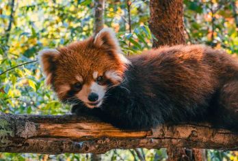 普洱太阳河森林公园一日游【含门票电瓶车+上门接送+精品纯玩】【[精致小团]小团出游，不奔波不赶路，睡醒出发】