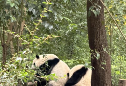 成都大熊猫繁育研究基地+三星堆博物馆包车一日游可中英文服务【熊猫基地看国宝萌态，三星堆探古蜀奇珍。】