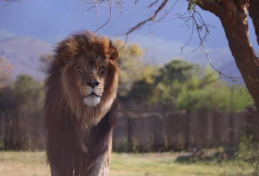 【南非开普敦出发】阿奎拉野生动物自然保护区一日游-参观五大兽【与经验丰富的友好护林员一起享受野生动物园之旅，并借此机会观赏非洲标志性的“五大兽”】