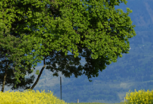 瑞士日内瓦-万国宫+老城+圣皮埃尔大教堂+阿丽亚娜公园一日游【中文司导，专车酒店接送，包车随心选择，行程可调整，深度游览】