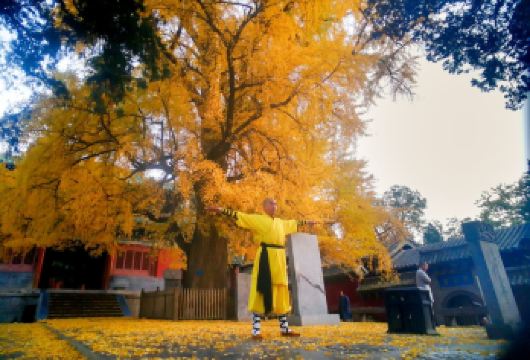 趣豫说   系列禅武传奇少林寺景区人工资深讲解拼或包团服务【[全景讲解]塔林，常住院，武僧表演】