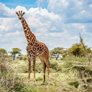 肯尼亚内罗毕国家公园之旅(大象孤儿院/长颈鹿中心/1人起订)