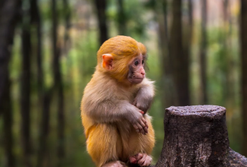 四面山1日游【包车游自由行&纯玩无购物&重庆主城上门接送】【[省心游玩]老司机全程管家式服务，让你放心游玩没有后顾之忧】