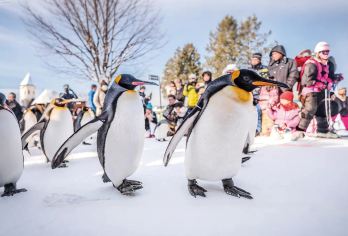 北海道旭山动物园一日游 赠动物园门票可选酒店接送9-13人团【[走进冬日通话]与旭山动物园的可爱动物互动，漫步森林精灵露台的雪灯小径，邂逅冬日浪漫】