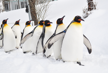 北海道·美瑛旭川一日游|9人小团/巴士团|可含动物园门票【[网红旭山动物园]日本最北端的动物园，萌化了的小动物散布在各个角落。】