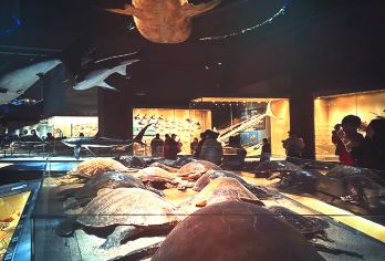 天津国家海洋博物馆一日游【往返直通车】【直通车 方便快捷 省去中转疲劳！海洋知识 环保知识 交互多媒体互动！】