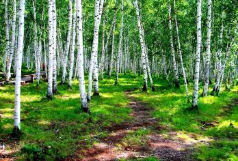 海拉尔：白桦林+满洲里国门口岸+额尔古纳湿地+导游/包车游O【全程中文/英文/小语种服务，沟通无障碍，景点可调】