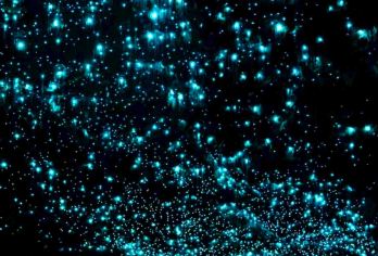 澳大利亚黄金海岸春溪国家公园萤火虫夜游中文司导含小费【夜观独特蓝光萤火虫】