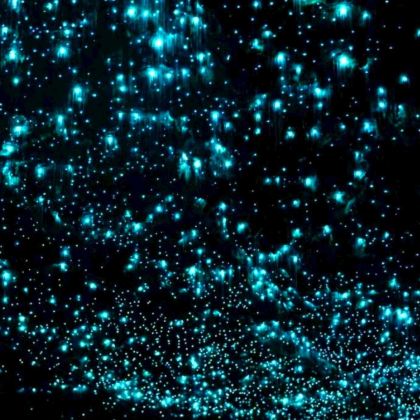 澳大利亚黄金海岸春溪国家公园萤火虫夜游中文司导含小费