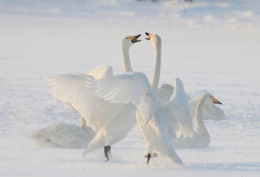 威海天鹅湖+火炬八街+布鲁维斯号+孤独公约8大网红景点一日游【[度假精选]威海市内沿途接，纯玩无购物天天发团，威海唯美海岸线，精华打卡一网打尽】