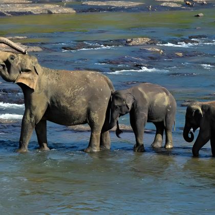 斯里兰卡尼甘布鱼市场+大象孤儿院+狮子岩落日|科伦坡专车出行