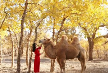 新疆喀什地区金湖杨国家森林公园一日游【6人团可上门接送】【金秋胡杨林是超亮丽的风景，千年不死、不倒、不朽的精神屹立于南疆广袤的土地上，是南疆具有代表性的风光！】