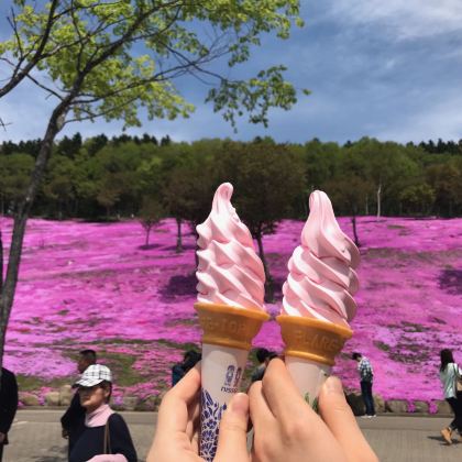 5月花海奇观丨10万㎡北海道芝樱+郁金香花田赏花一日游