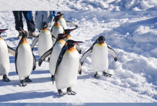 日本北海道旭川动物园｜白须瀑布｜拉面村｜札幌往返｜中文专车【尊享一对一高端行程定制，多日豪华包车专属礼遇，专业旅行顾问24小时恭候垂询。】