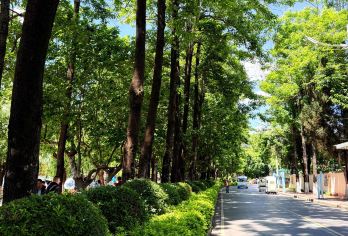 昆明斗南花卉小镇+云南民族村+滇池海埂公园一日游中英文服务【斗南花香漫亚洲，民族村寨聚风情，海埂鸥舞映滇池，南屏街巷品百年】