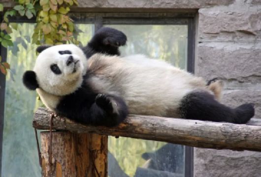 成都大熊猫繁育基地+三星堆一日游【看国宝&探三星含门票】【小车出行，不用早起，成都三环内上门接送；三星堆拼团趣味讲解，成都大熊繁育基地自由活动】