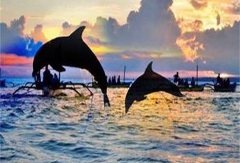 巴厘岛罗威纳追海豚一日游【专车海钓漂流火山ATV滑翔伞】【日出时分罗威纳海域，野生精灵追逐嬉戏好不热闹，不想早起的小伙伴也可以选择包船体验感更好】