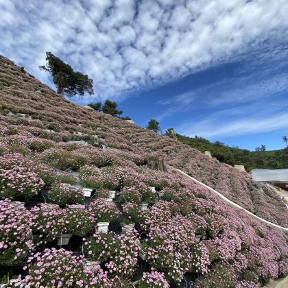 怡保出发，金马仑高原全日观光游|马来西亚