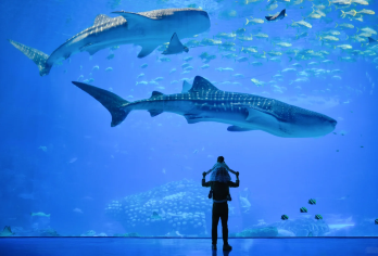 【私家团+天天发团+含门票】珠海长隆海洋王国+烟花汇演1日游【私家旅行：一单一团，不拼客，专属旅行 品质服务：5座/7座车上门接送，专职司机护航】