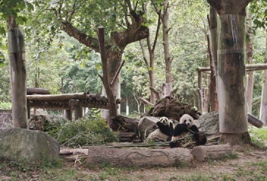 都江堰+熊猫基地 纯玩一日游VIP小团2-8人三环内上门接【7点左右统一出发（三环内包接）】