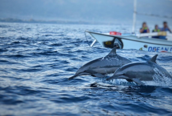 巴厘岛罗威纳追海豚看日出一日游|VIP专车|沙滩|乌布|市集【精选优质英文/中文司机全程VIP专车接送带您游玩】