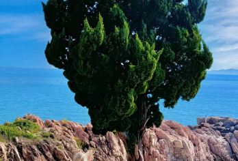 【无自费】青岛啤酒+乘船+栈桥+八大关+小麦岛 +五四奥帆【[专属定制]纯玩无购物，时间自由，多套餐任选，高品质出行~】