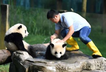熊猫乐园+都江堰一日游2-8人·赠仰天窝+皮影戏+三环包接送【[品质承诺]亲子游必选，三环内免费接早，正规旅游车】