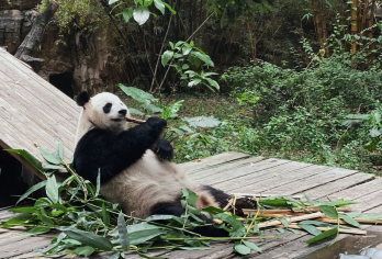 广州长隆野生动物园包车1日游（不含门票）【纯玩无购物，无隐性消费】