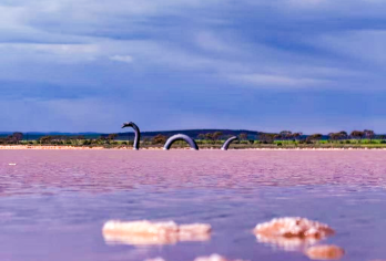 澳大利亚南澳阿德莱德 奔富酒庄+澎湃粉湖 1 日游 精品小团【中国市场知名——奔富玛吉尔庄园】