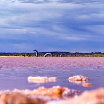 澳大利亚南澳阿德莱德 奔富酒庄+澎湃粉湖 1 日游 精品小团