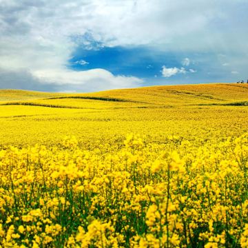 【山东菏泽】老城曹州+商业街等游玩景点|行程可调