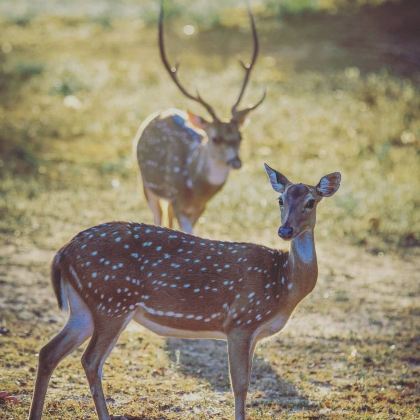 雅拉国家公园野生动物探险一日游