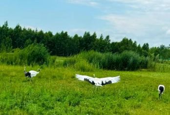 「6人封顶小拼团」汤旺河林海奇石+新青湿地一日游【亲自游，闺蜜游，避暑胜地，森林大氧吧，远离都市喧嚣，纵情22度的夏天】