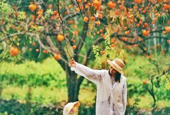 从化上罗村+艾米稻香小镇【深圳周末出发】【从化柿子--从化上罗柿子300年种植历史，4500亩柿子树，红红火火的柿子满枝头；】