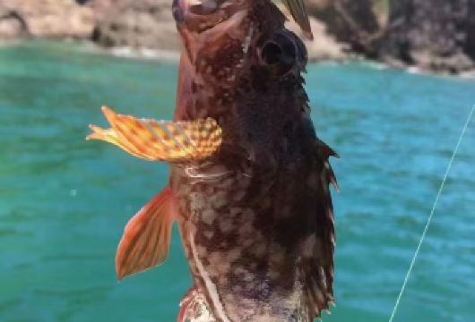 双月湾快艇包船出海海钓/夜钓鱿鱼 提供鱼饵渔具 专业船长带领【·免费提供所需设备现场无任何二次消费】