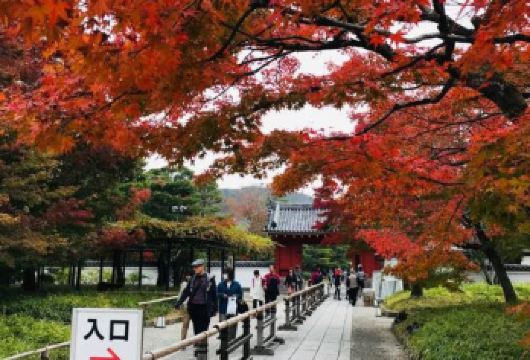 日本大阪+京都+ 伏见稻荷大社一日游/行程可调-可定制多日【包车一日游，解锁旅行新方式！独立车辆配备经验丰富的老司机，为您量身打造专属行程。】