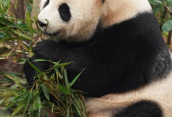 私家团·成都大熊猫繁育研究基地2H文史大咖深度精讲含门票【[深度解读]听导师解密“熊猫育幼黑科技”，见证中国濒危物种保护奇迹。】