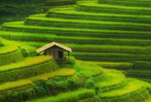 阳朔出发龙脊梯田平安寨【新车全职司机向导告别外包拼车，我们以自营的全新车队和全职司机向导，保障行程的每一公里】