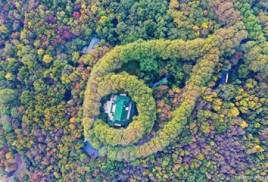 中山陵+梧桐大道+音乐台+美龄宫半日|私家小团+大咖讲解【[独立成团]不拼团，彻底告别与陌生人拼团的拥挤和将就。】