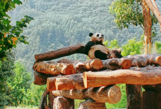 成都熊猫基地 + 三星堆【包车一日游】【配备干净舒适车型+双语司机，适配多元需求，可灵活定制私人行程；】