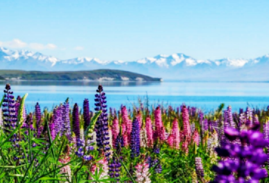 皇后镇+库克山+蒂卡波湖+好牧人小团体一日游【皇后镇到基督城【从皇后镇到基督城，驾车穿越新西兰令人叹为观止的壮丽景色】