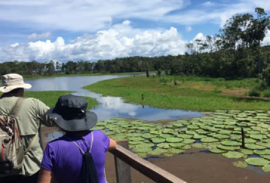 巴西马瑙斯 亚马逊河之旅 丛林探险+两河交汇+粉红海豚【观看水域交汇的现象，夜间游览探寻开曼群岛】