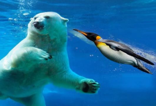 9人团/巴士团北海道旭川动物园白须瀑布千代田农场一日游【[可选9人小团]出行，缩减大部分等待时间，行程顺心玩的更多】