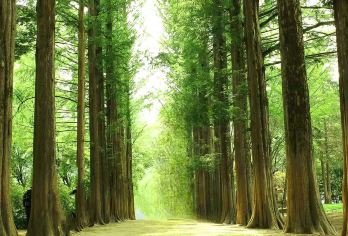 韩国南怡岛+小法国或义大利村+早晨宁静花园一日游【南怡岛: 韩剧《冬季恋歌》取景地，四季皆美，有银杏大道、骑行小路与湖边美景，浪漫又放松】