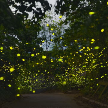 美国亚特兰大-大烟山国家公园-同步营火虫【中文包车自由行】