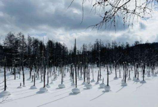 日本札幌往返+旭山动物园+白须瀑布+七星之树+青池/私家包车【专属客服和本地中文司机，一家一团包车】