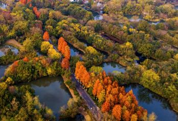 【隐逸茶生活】杭州西溪国家湿地公园+龙井村采茶品茶一日游【西溪湿地游船：西溪本地游船，带你穿过一帧又一帧美丽的野趣画卷，这是游江南山水的气质玩法~】