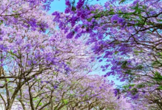 云南市区一日游（西山景区）【专车专导 一人一座】