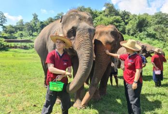 泰国清迈Ran-Tong大象保护中心一日游【接送+英文导游】【Ran-Tong大象致力于从泰国各地及周边国家拯救受虐待的大象。】